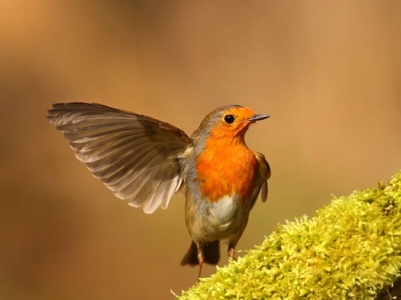 Robin with spread wings