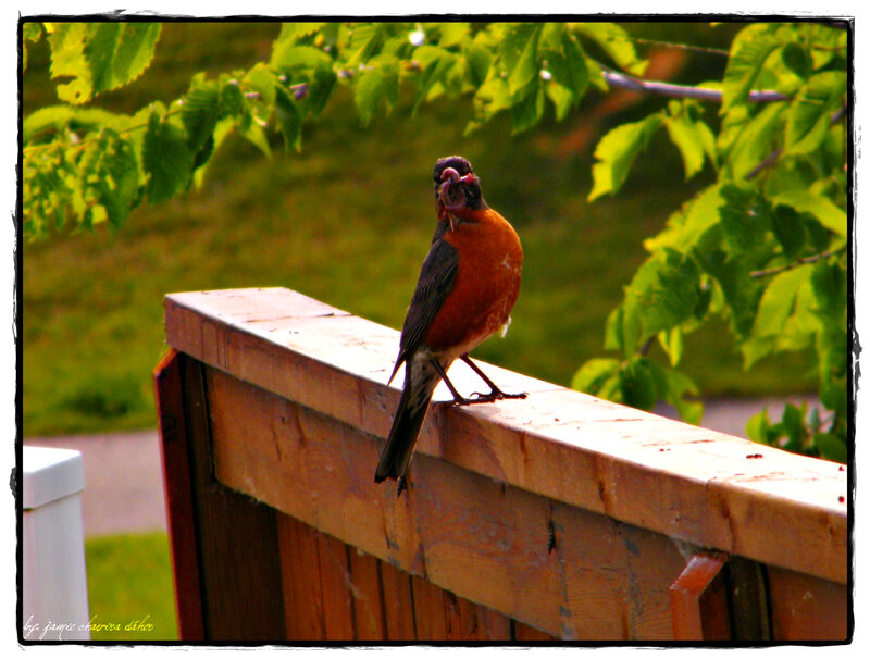 Robin with worm on fence