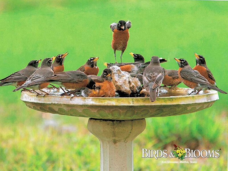 Robins at Birdbath — Green