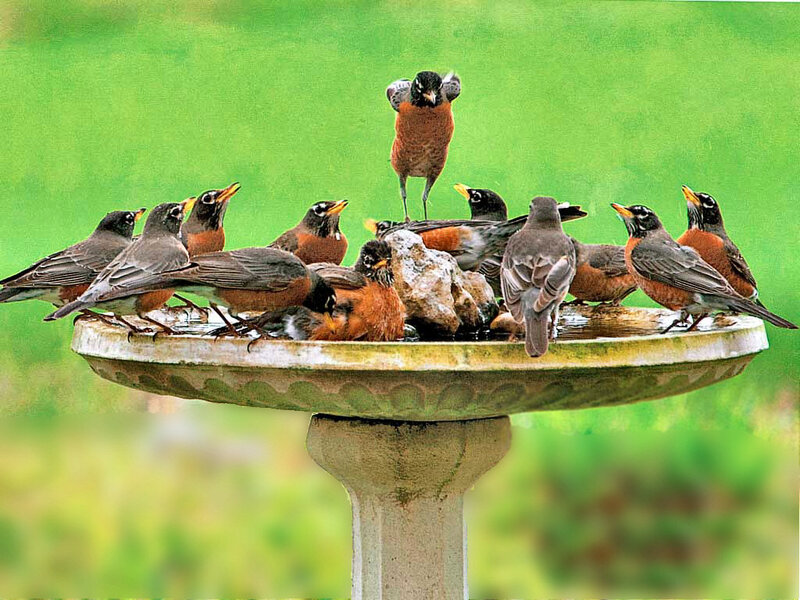 Robins at Birdbath