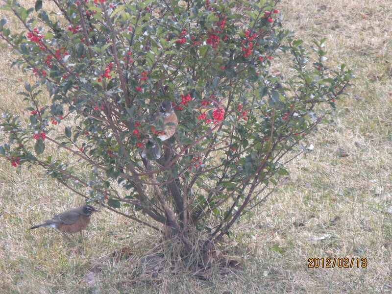 Robins Eating Berries