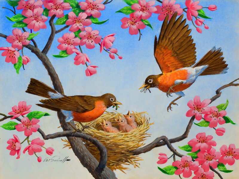 Robins Feeding Chicks