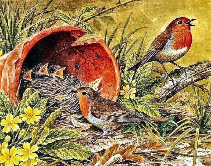 Robins in a Nest