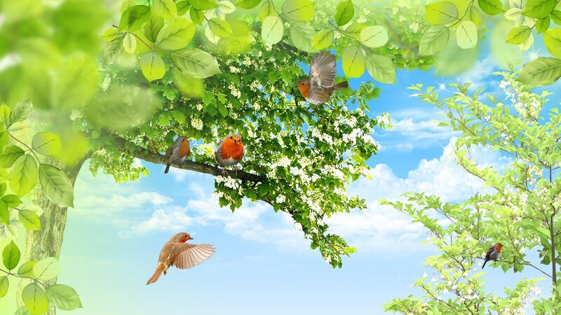 Robins in Flowering Tree