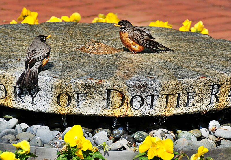 Robins on a stone fountain