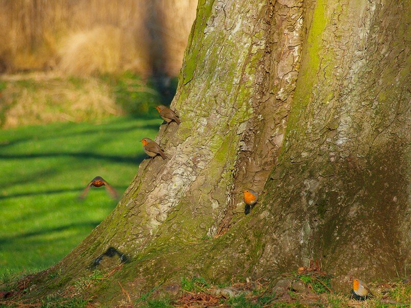 Robins on a tree trunk