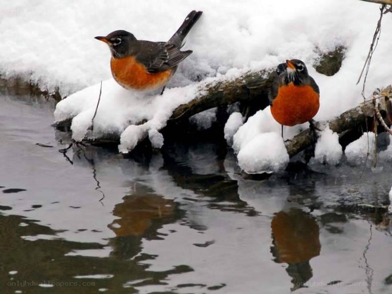 Robins on snowy branch