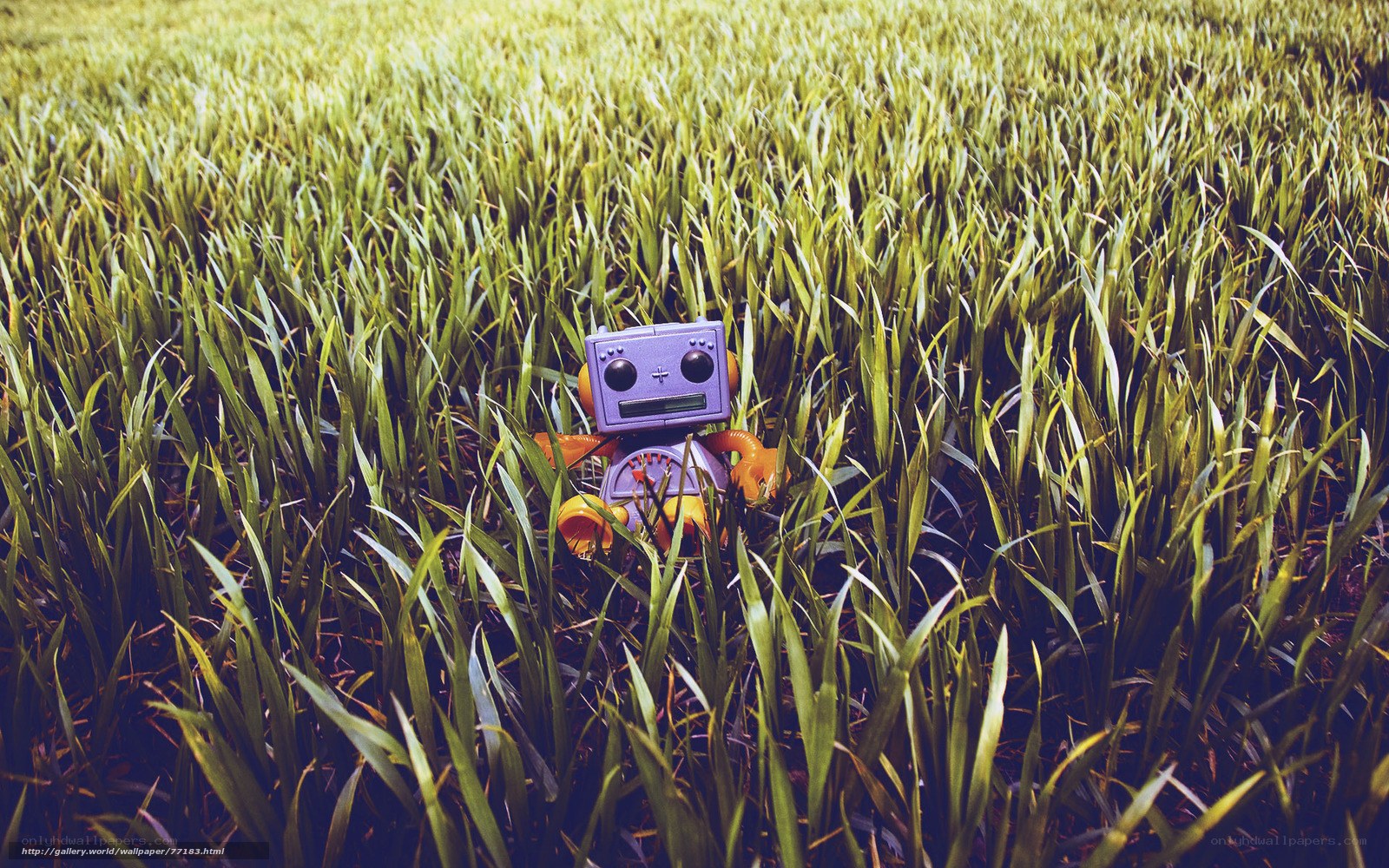 Robot in a grassy field