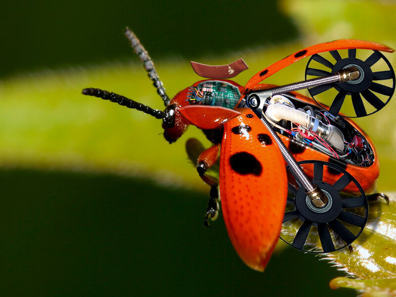 robotic beetle with electronics