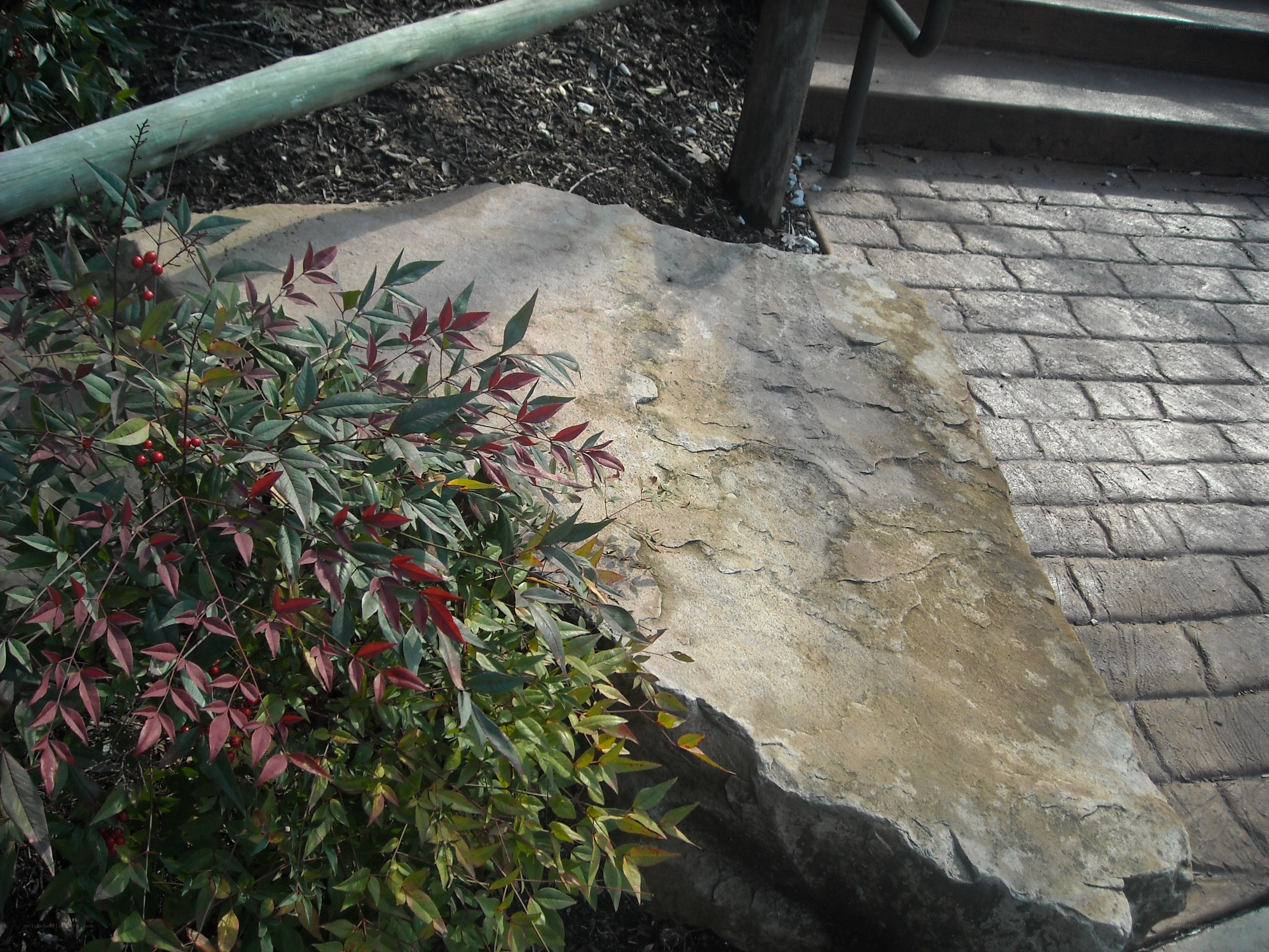 Rock and shrub by brick path