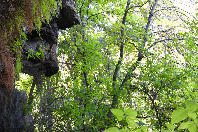 Rock Formation in Forest — Green, Natural, Afternoon