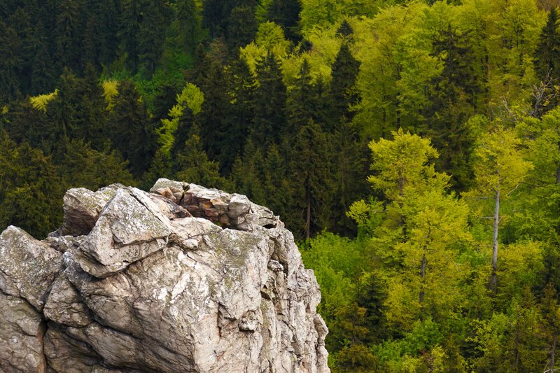 Rock Formation in Forest — Green, Serene, Spring