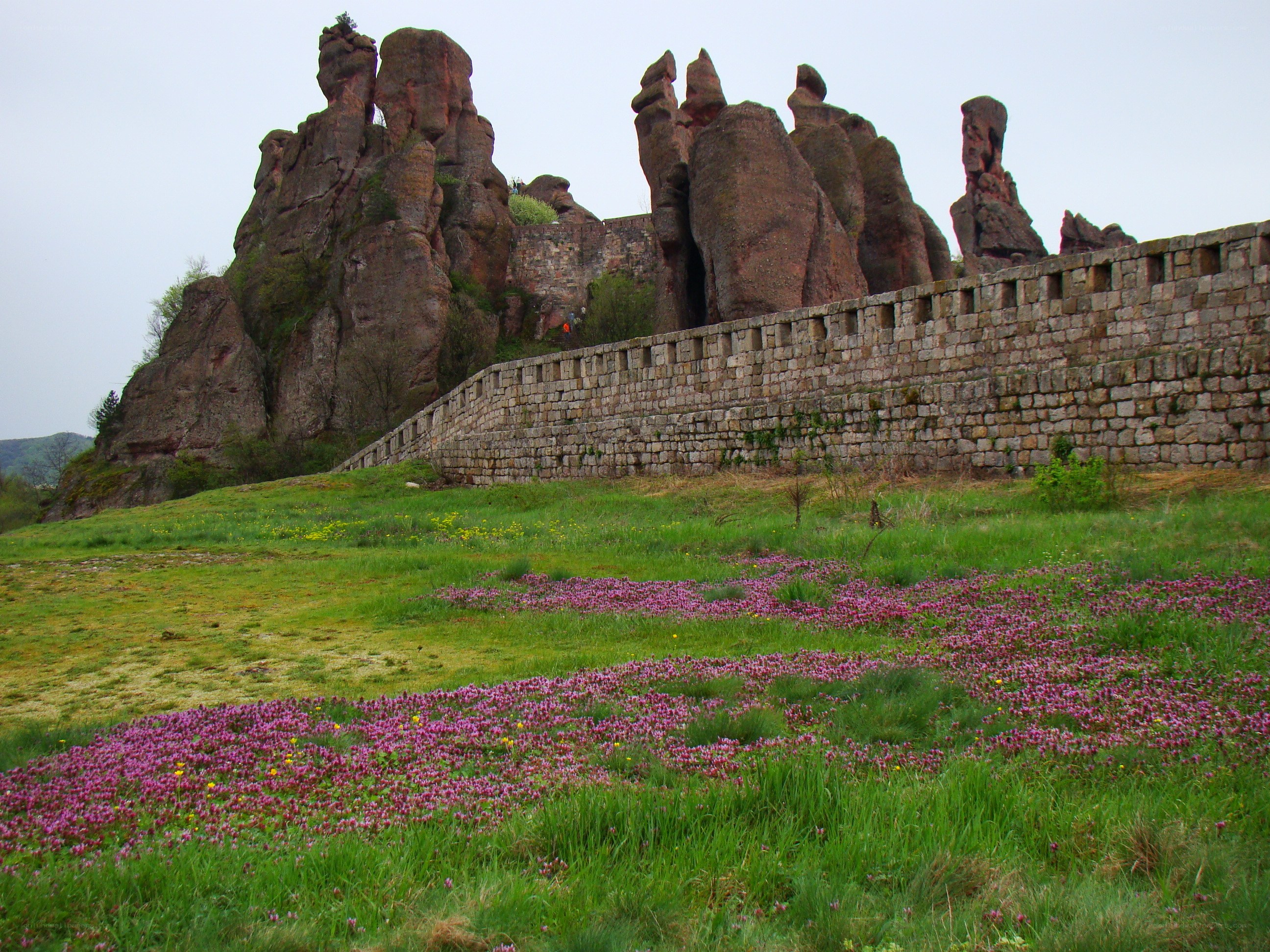 Rock formations and wildflowers