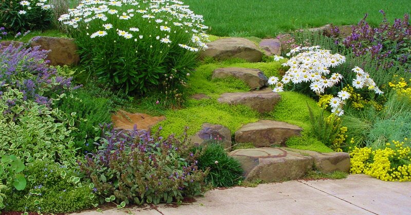 Rock Garden with Daisies