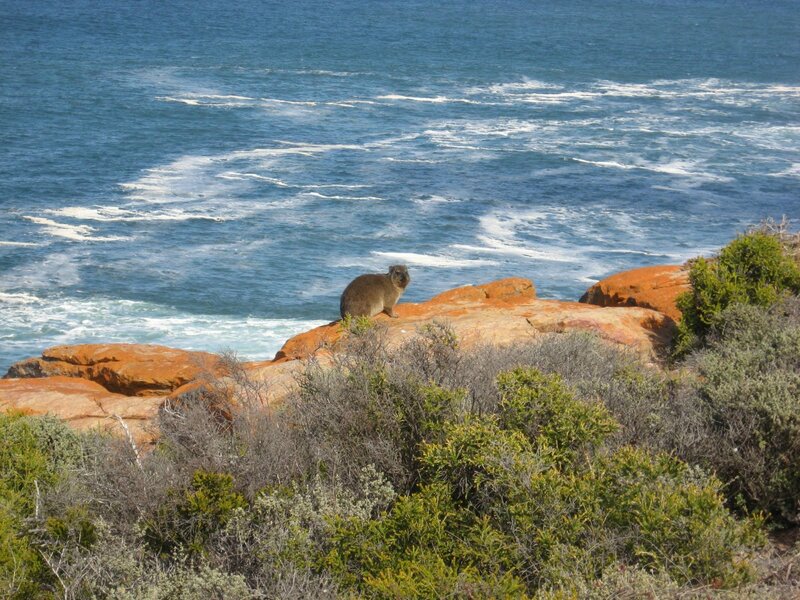 Rock Hyrax on Cliff — Blue