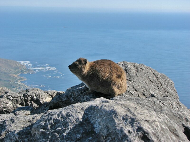 Rock Hyrax on Cliff