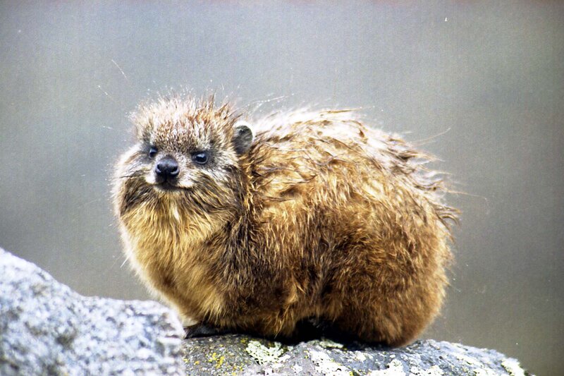 Rock Hyrax on Rock