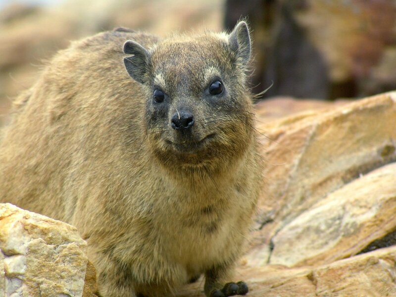 Rock Hyrax on Rocks