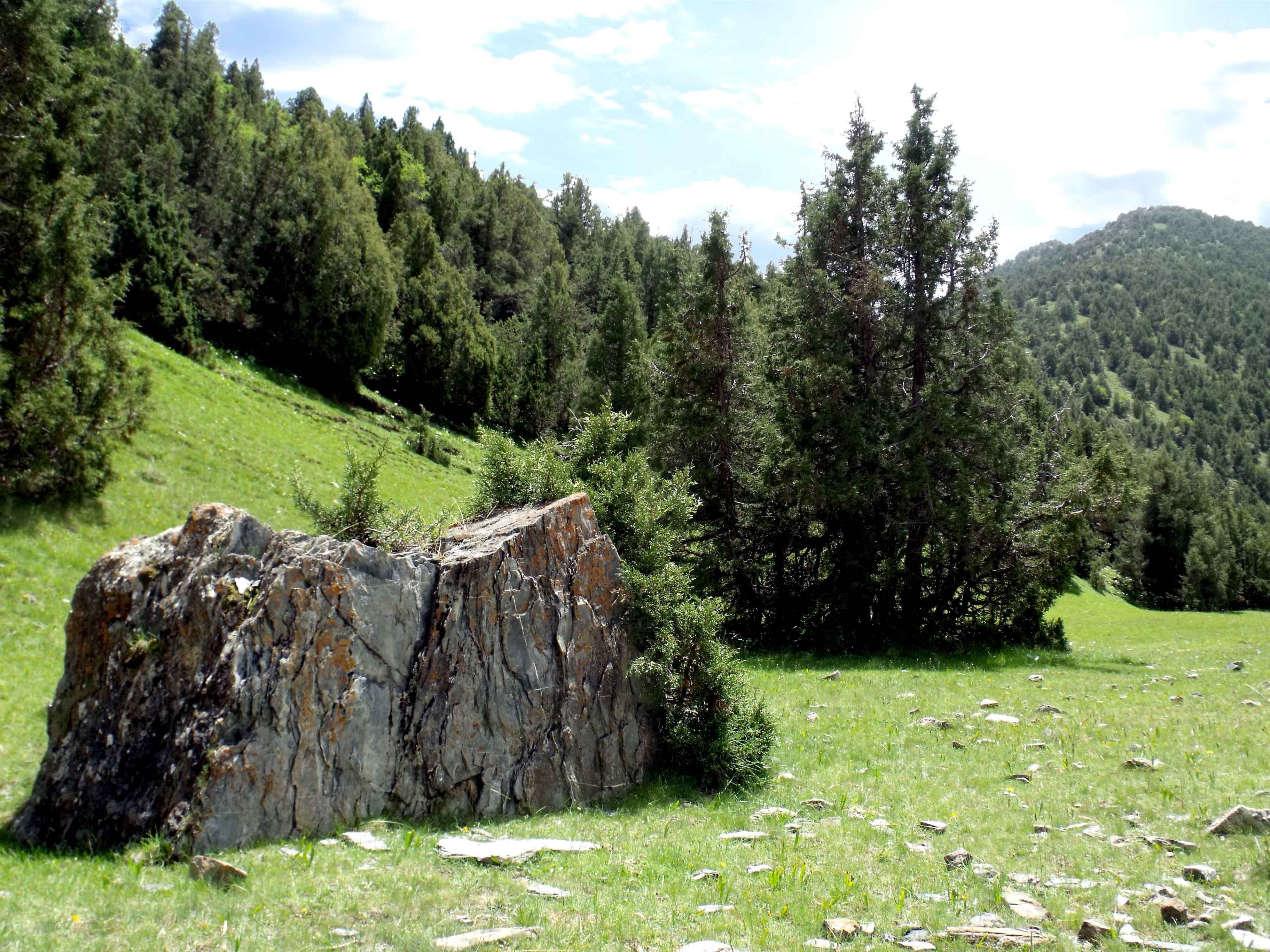 Rock in a green meadow
