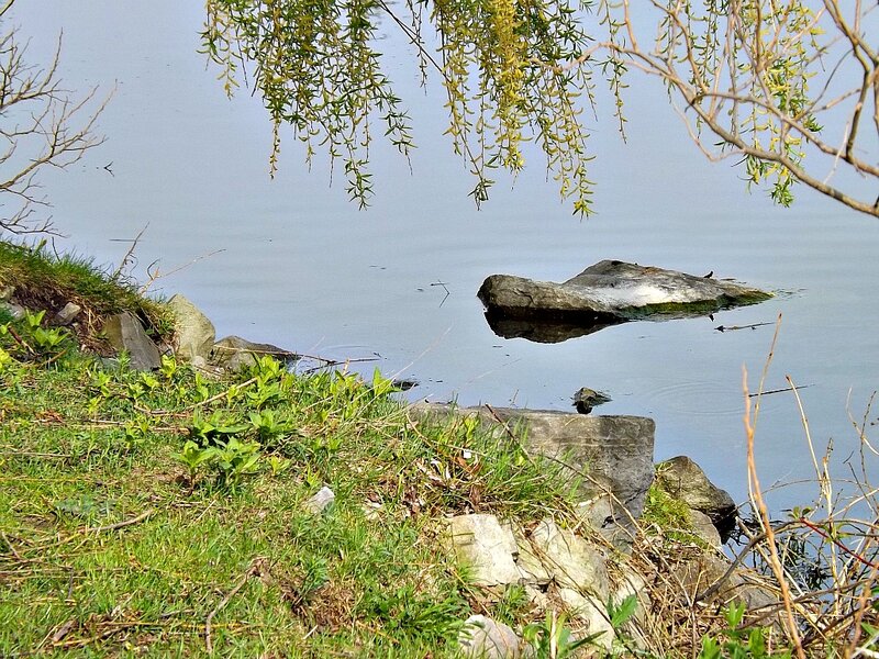 Rock in Calm Water — Green