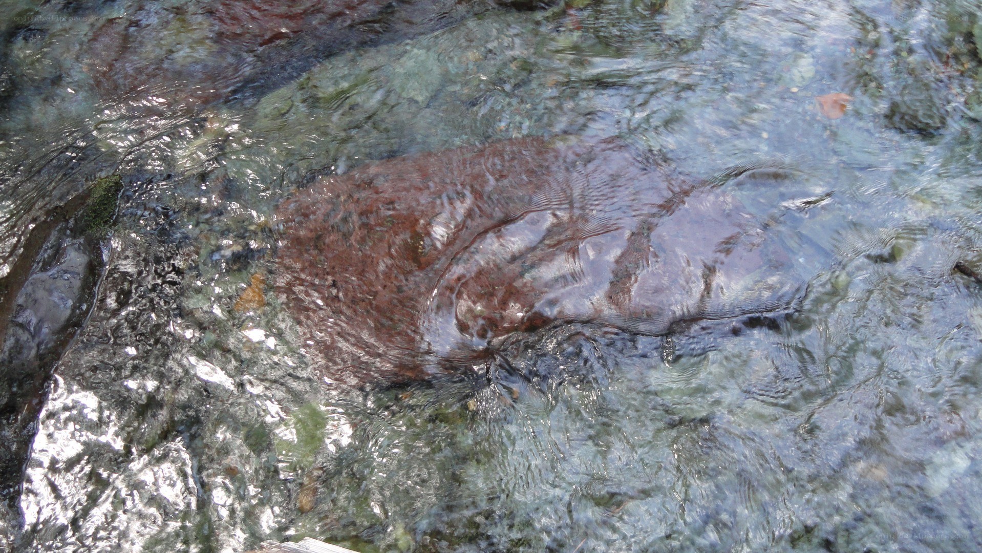 rock in clear stream water