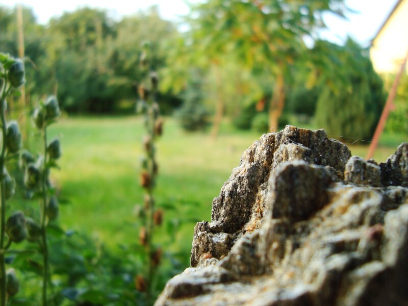 Rock in Garden