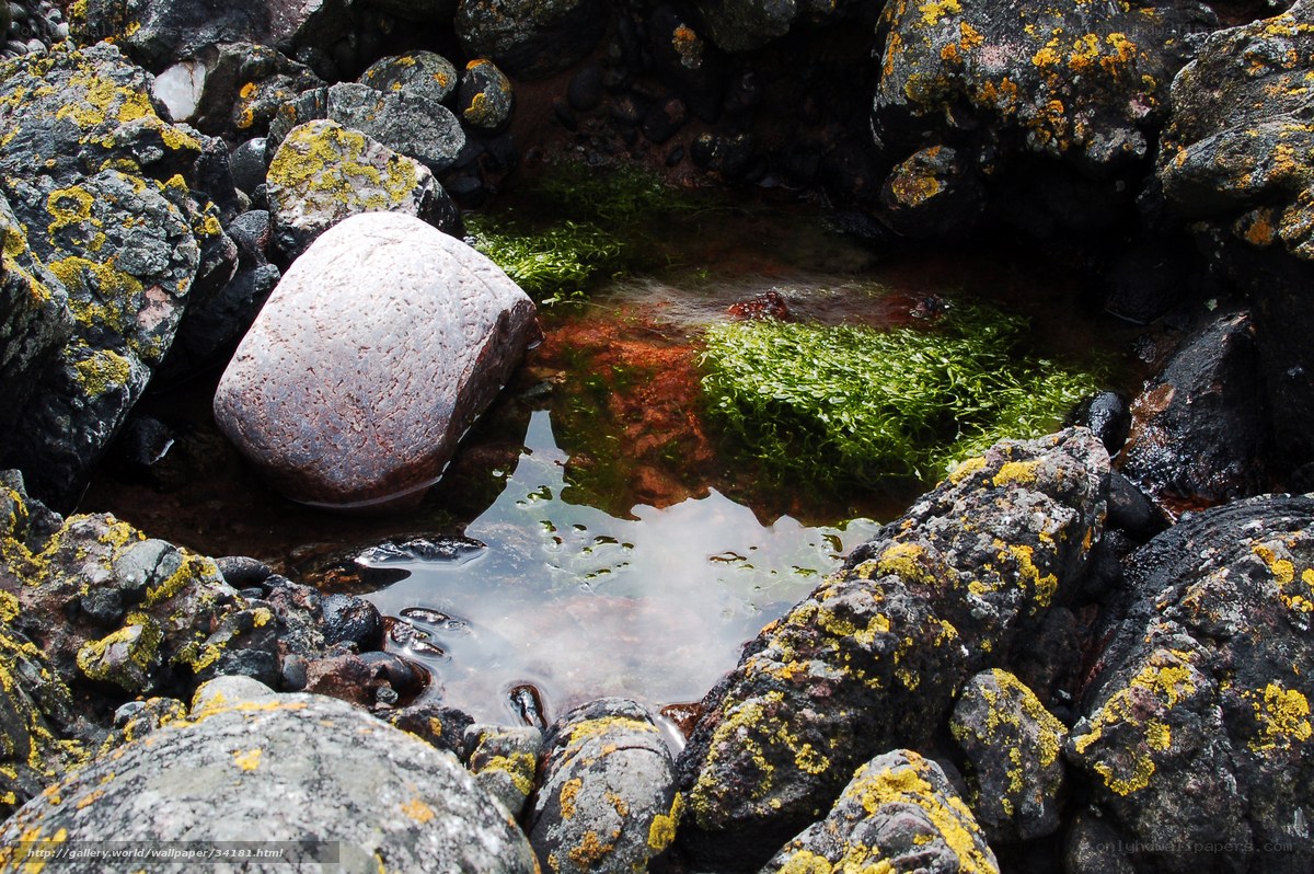 rock pool with green algae