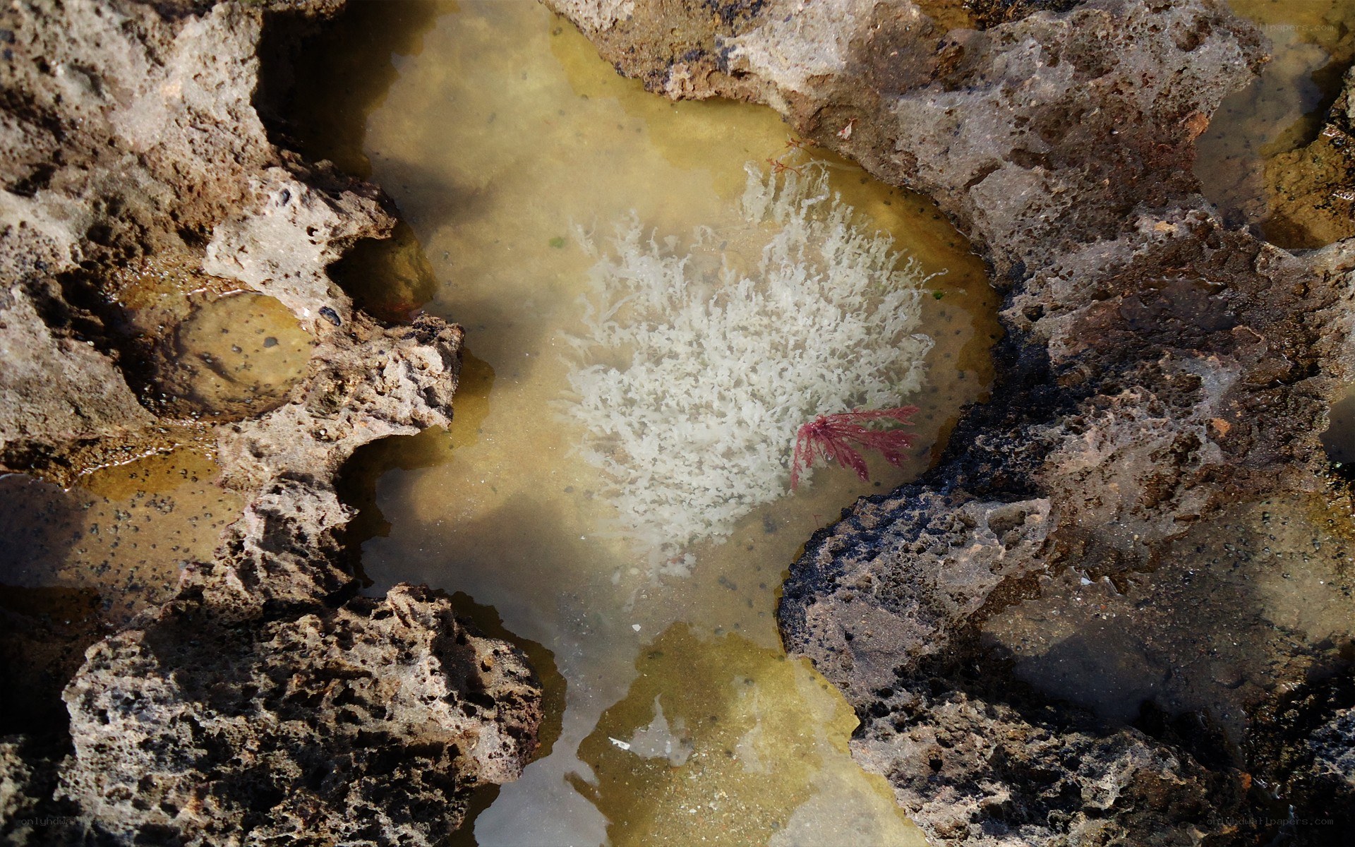 rock pool with marine life