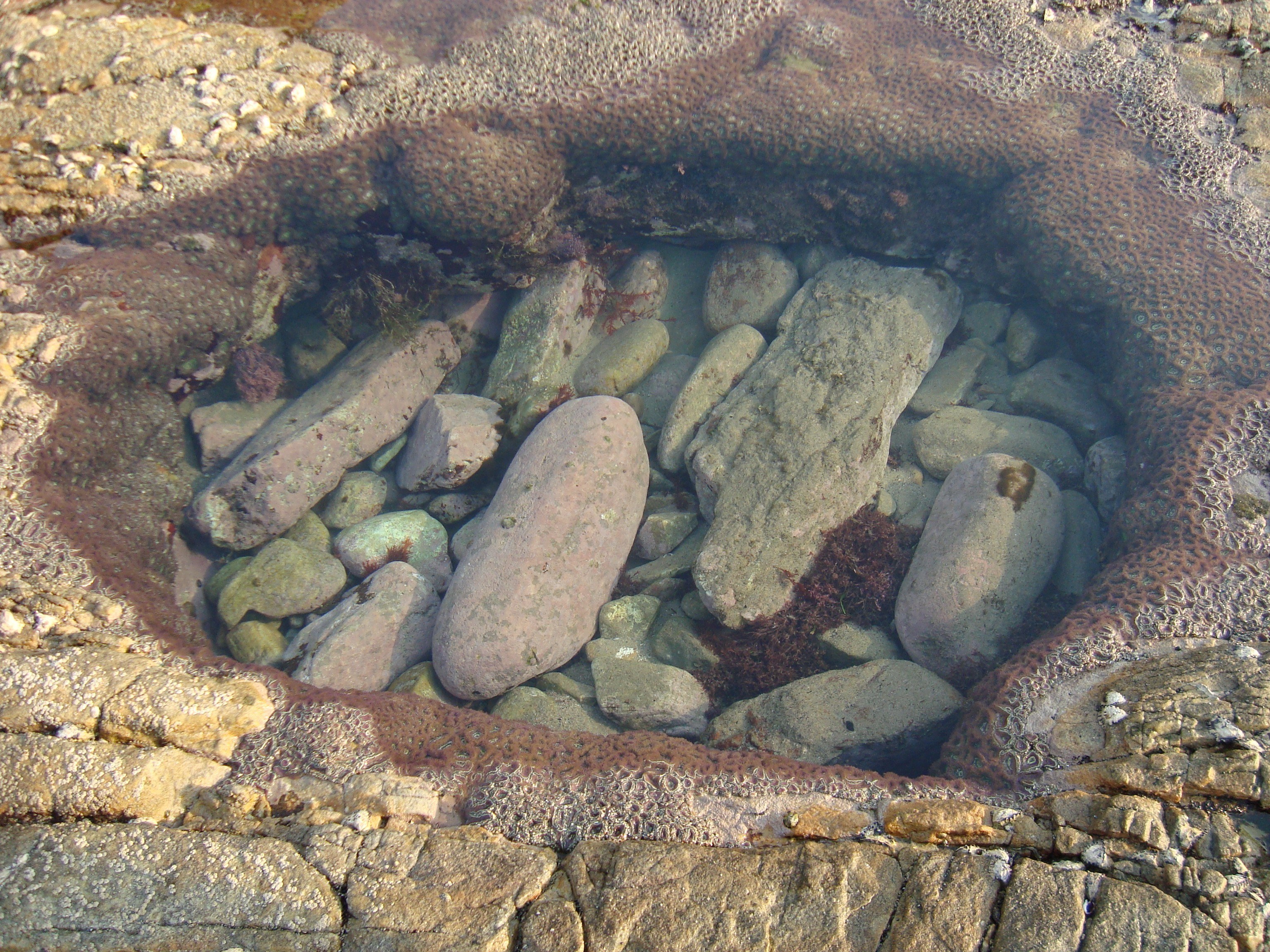 rock pool with sea sponges