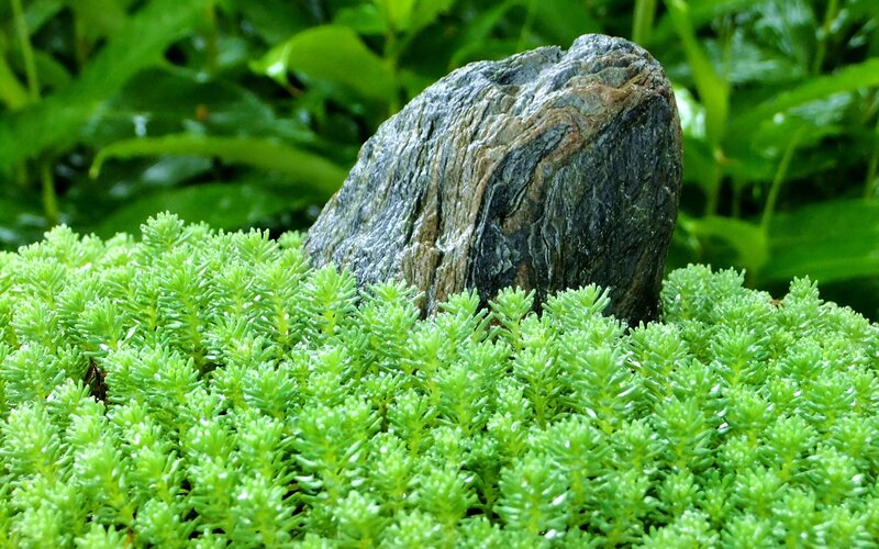 Rock surrounded by green plants