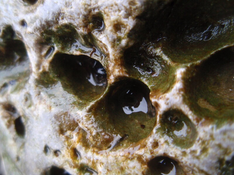 Rock with Barnacle Holes