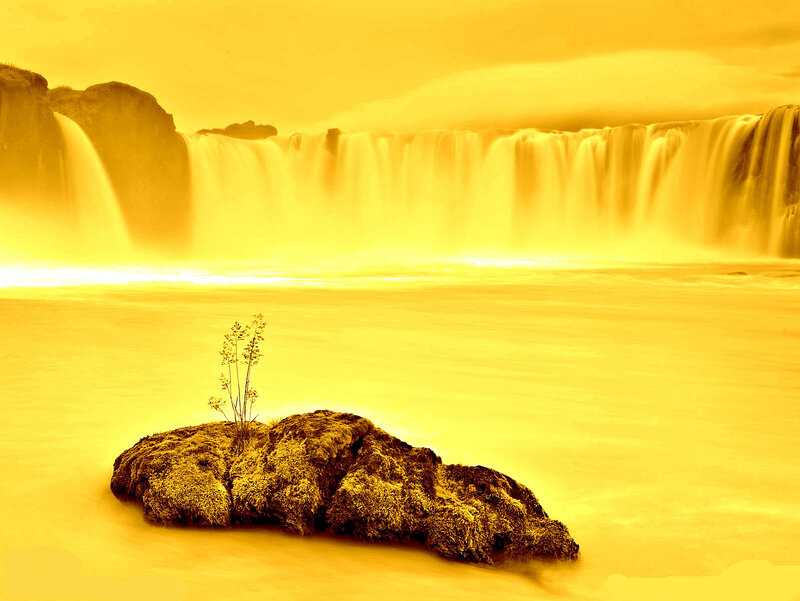 Rock with Plant in River