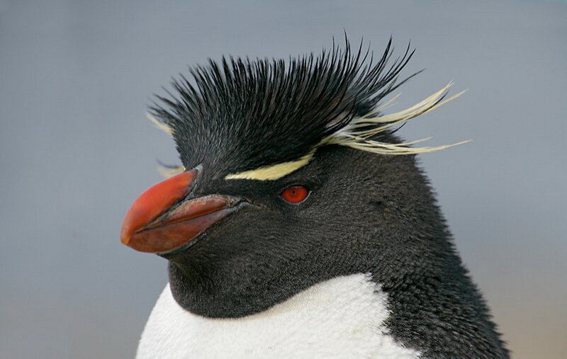 Rockhopper Penguin — Black