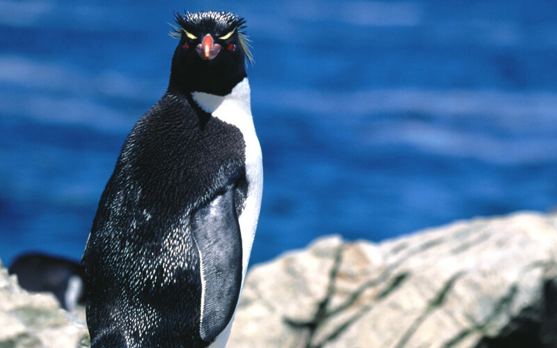 Rockhopper Penguin