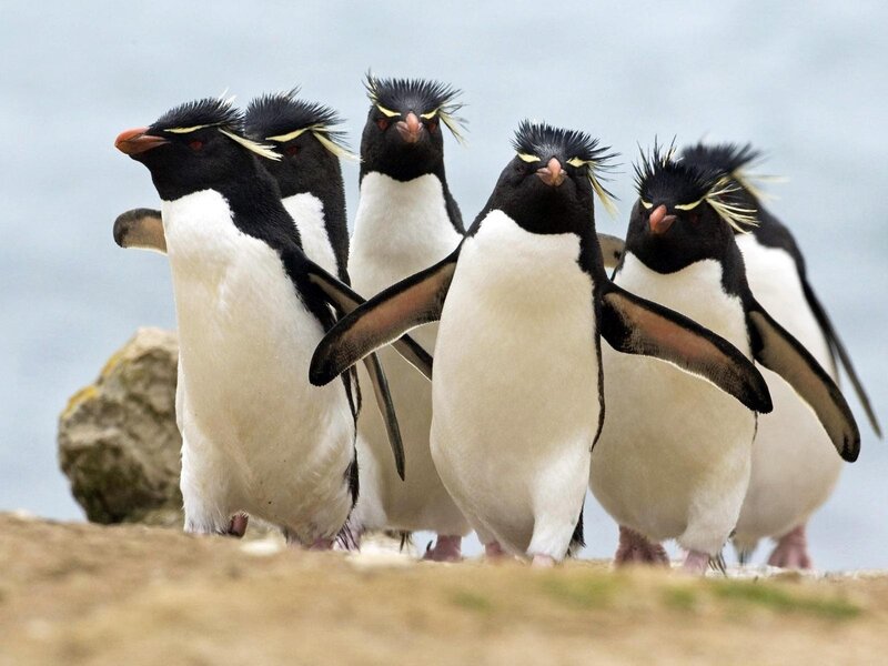 Rockhopper Penguins — Black, Natural