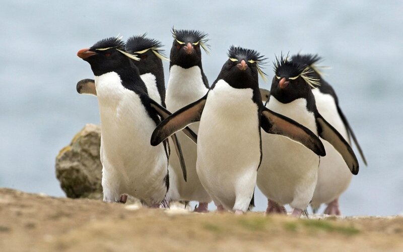 Rockhopper Penguins