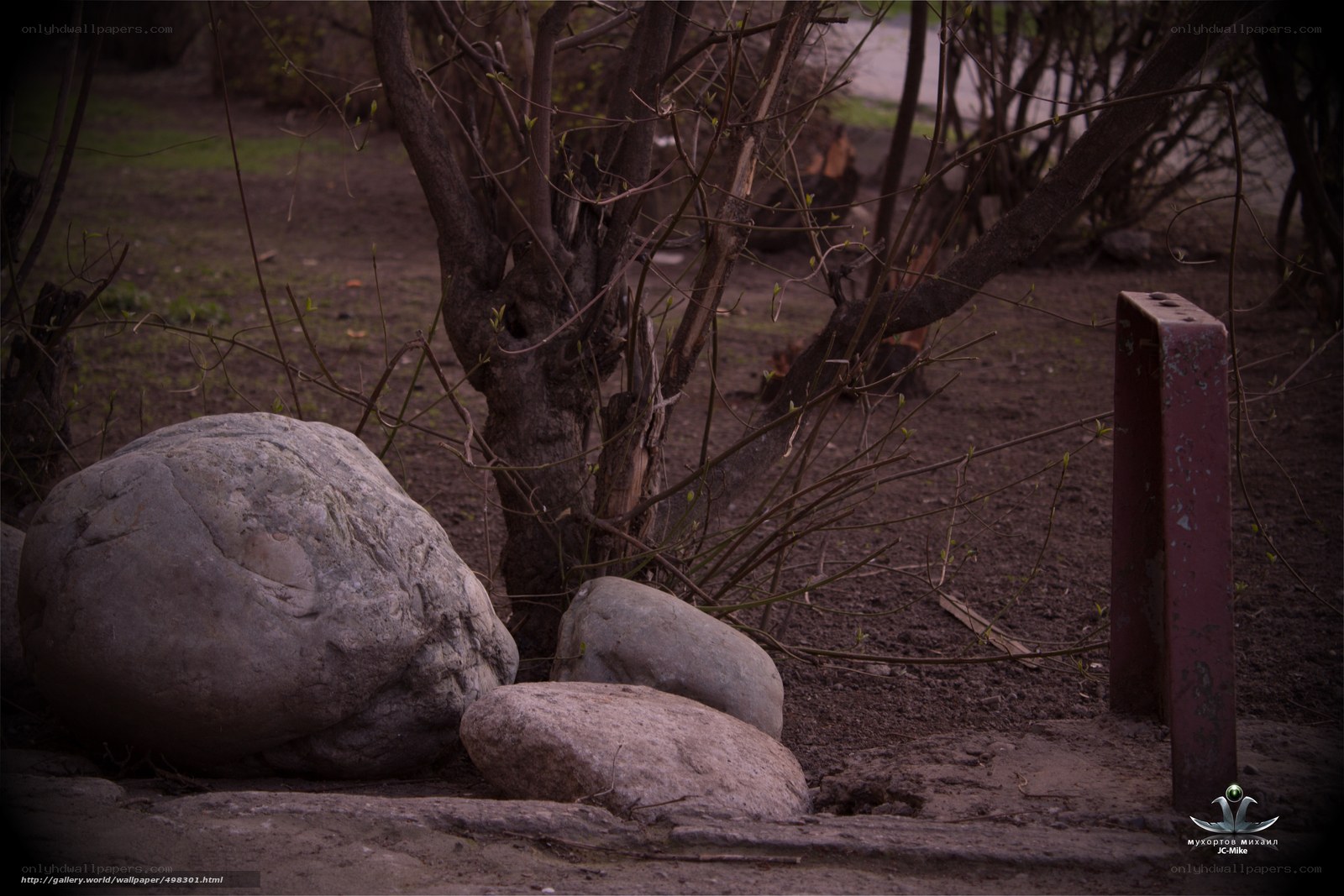Rocks and bare branches in a park