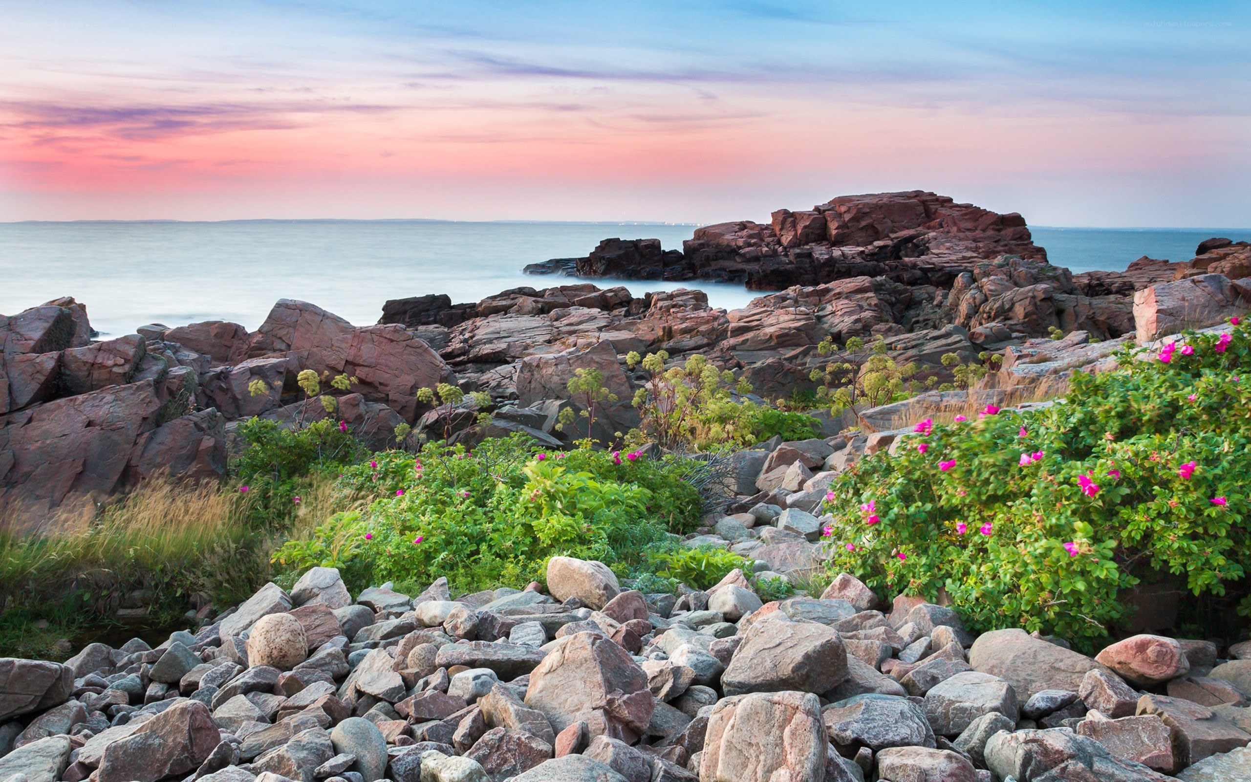 Rocks and flowers at sunset