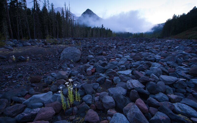 Rocks and forest at dawn