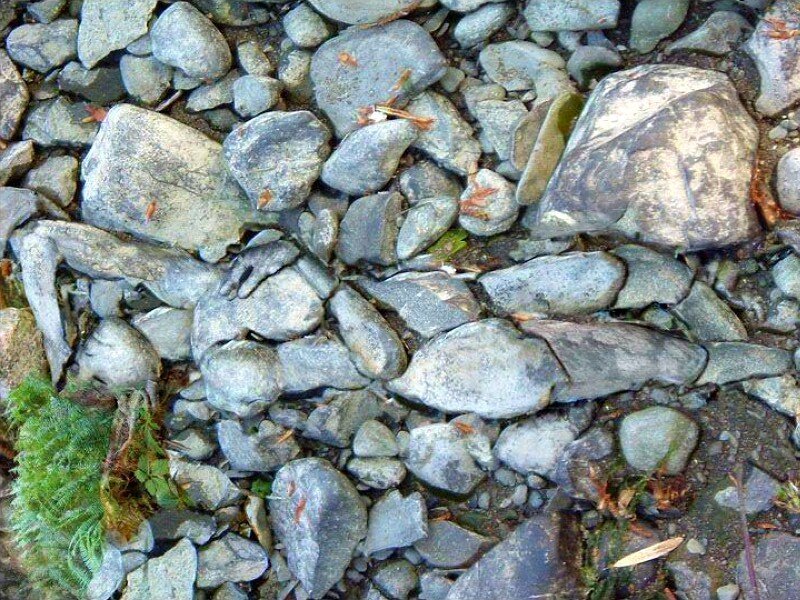 rocks and moss on ground