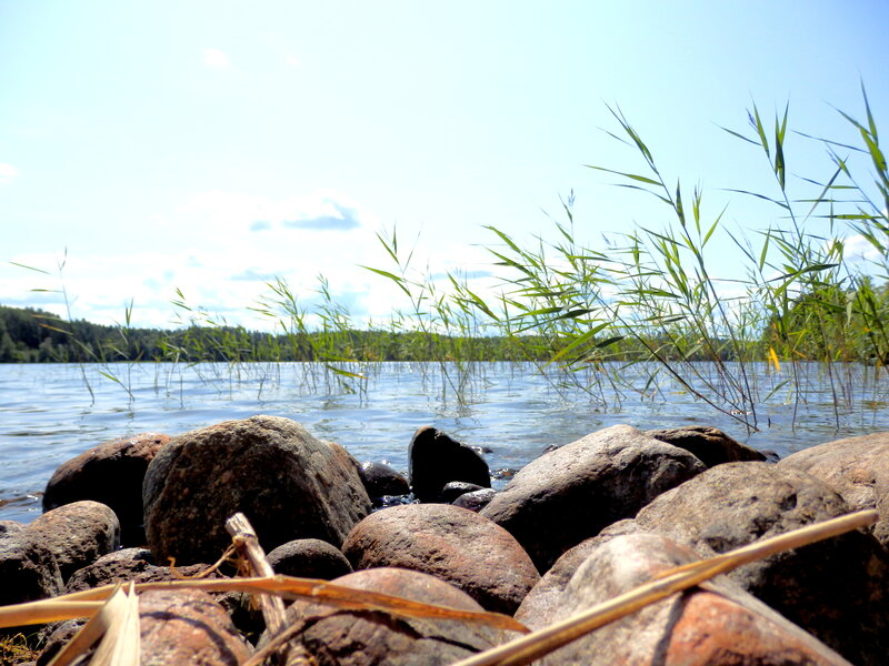 Rocks and Reeds by Lake