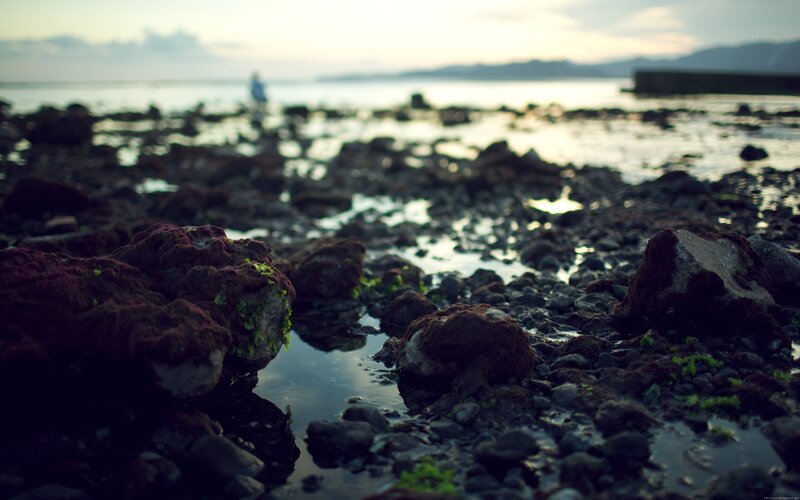 Rocks and Tide Pools