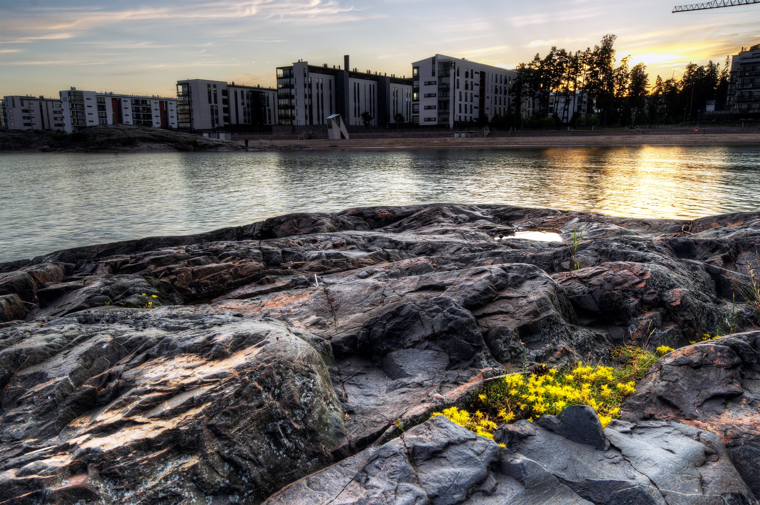 rocks and yellow flowers by water