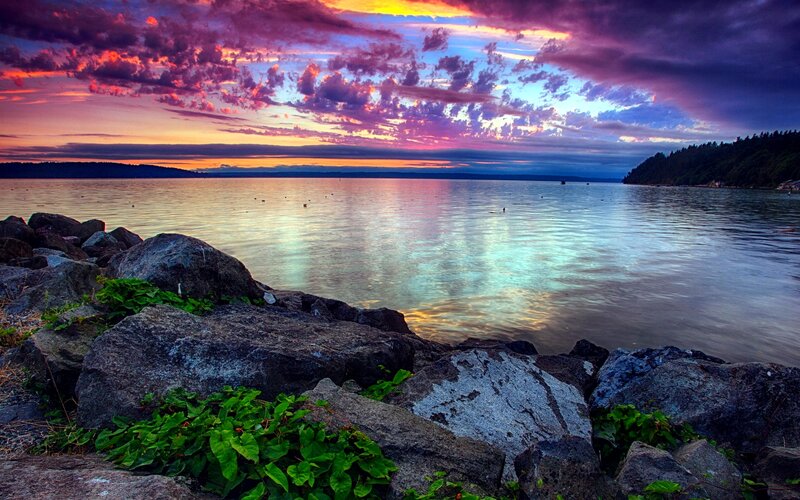 Rocks at Water's Edge — Purple