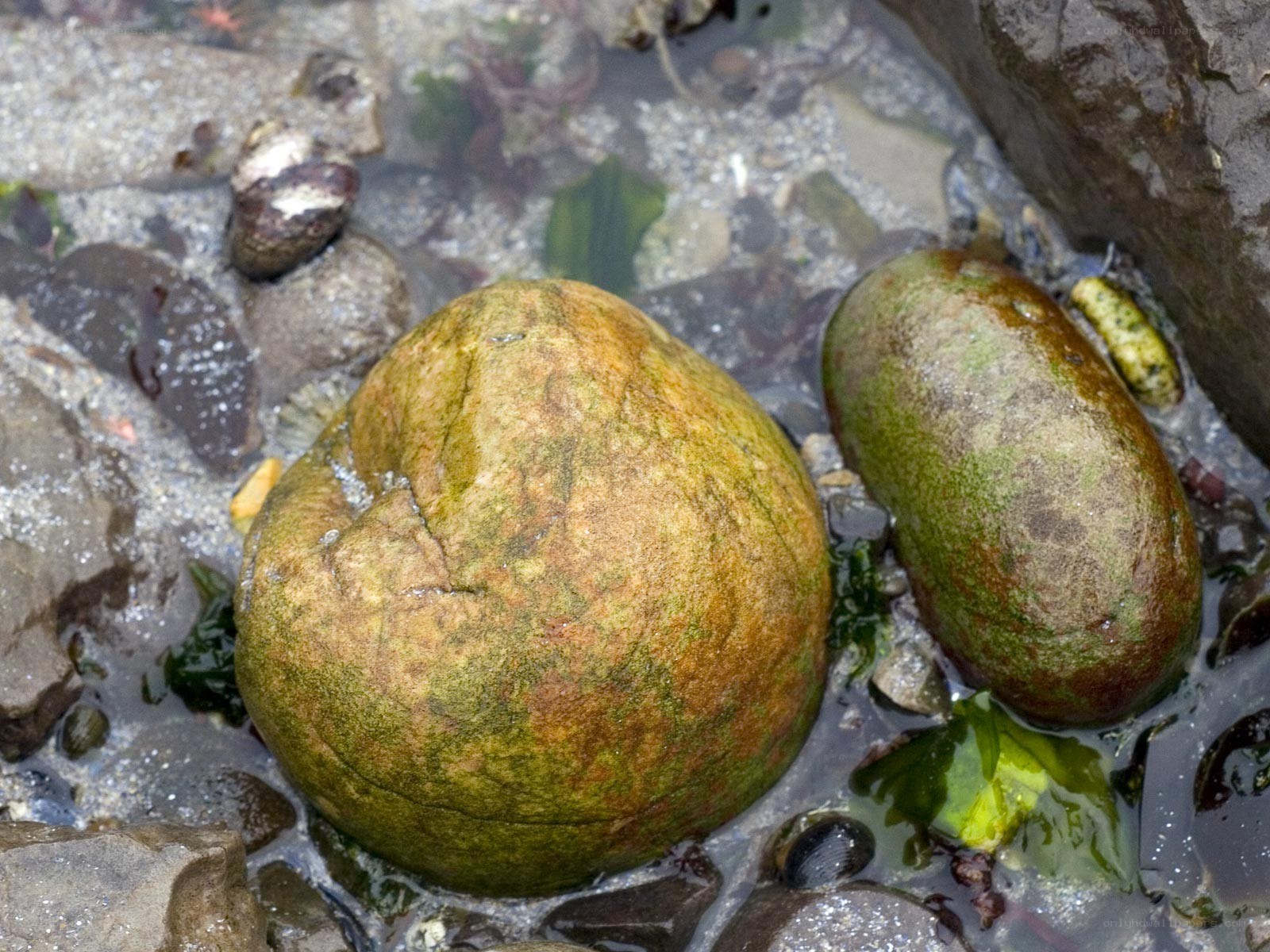 rocks covered in algae