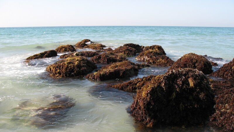 rocks covered in seaweed at the shore