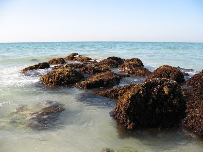 rocks covered in seaweed at the shore
