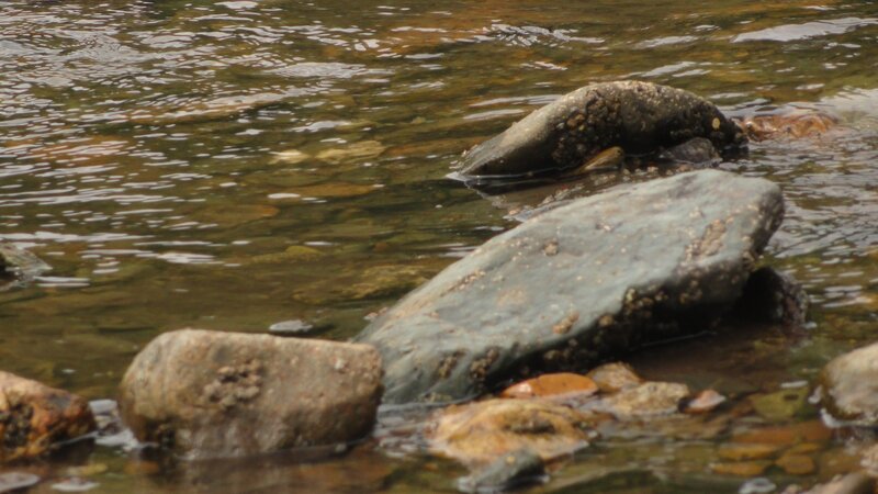 rocks in a shallow stream
