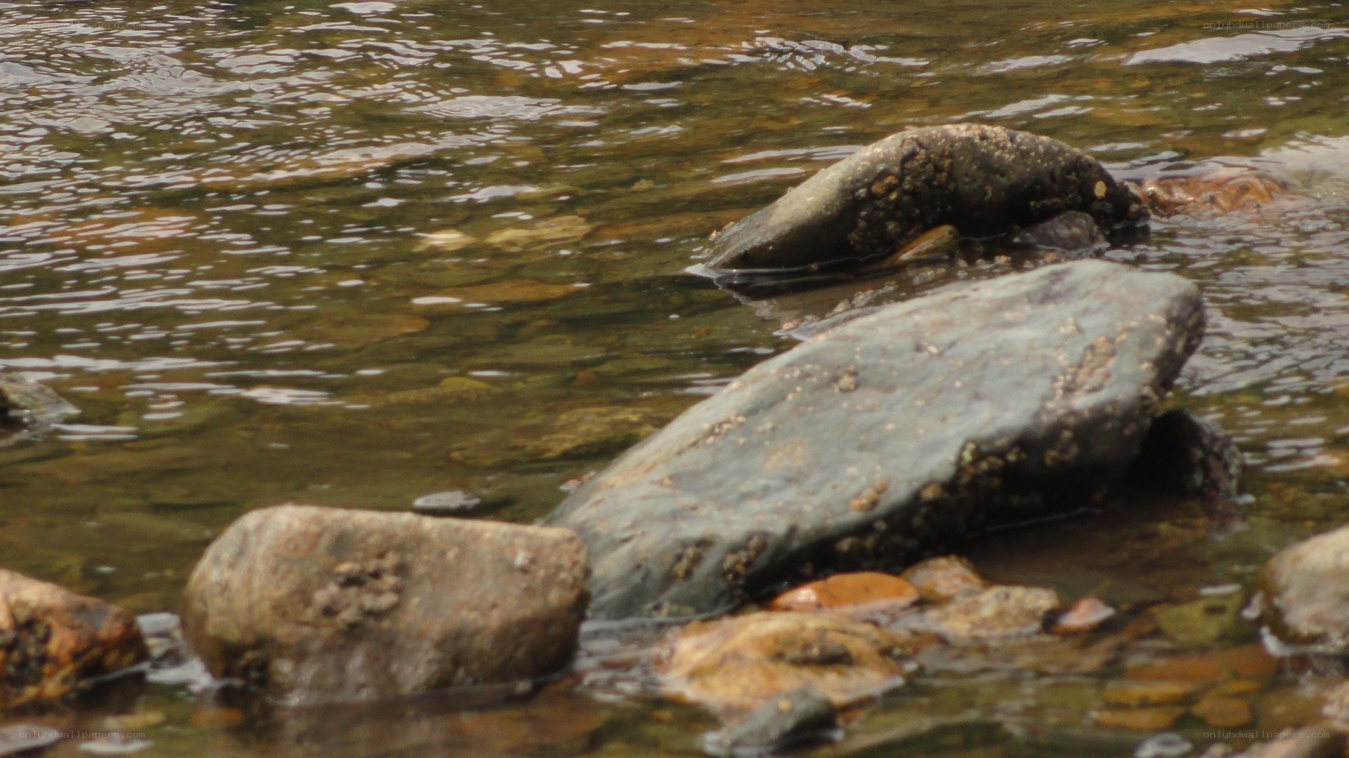 rocks in a shallow stream