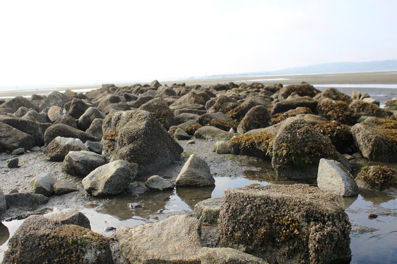 Rocks on a Muddy Shore